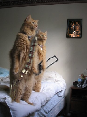 猫が鳥を見るポーズ03