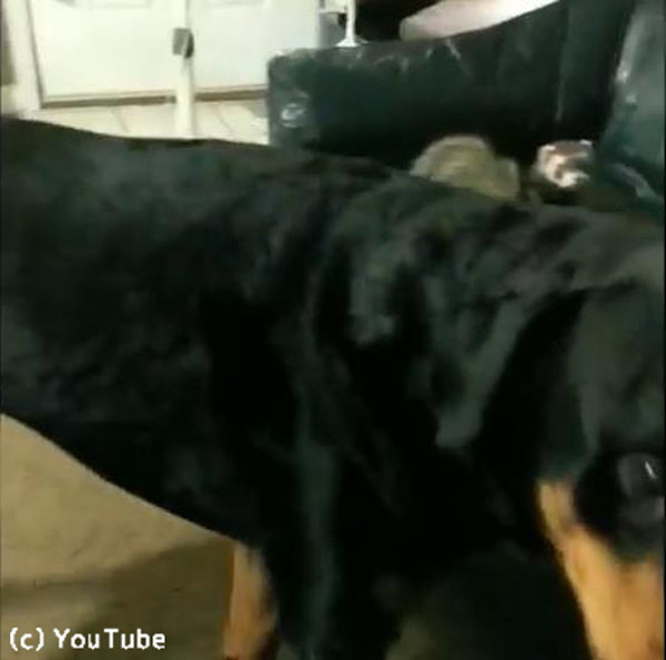 フェレットを助ける心優しき犬 動画 らばq フェレットを助ける心優しき犬 動画 らばq
