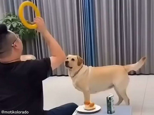 笑っちゃうほど賢い犬…優先順位がしっかりしている例
