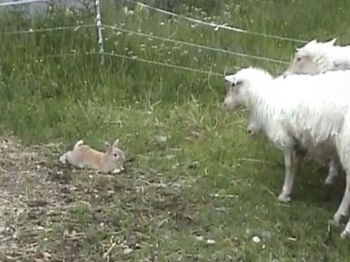 ���Ӥ�����