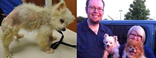 救助された犬や猫17