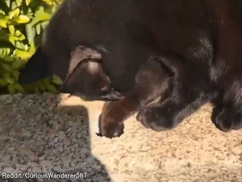 「カギを小さな穴に落としたら…猫が拾ってくれた！」優秀すぎる行動