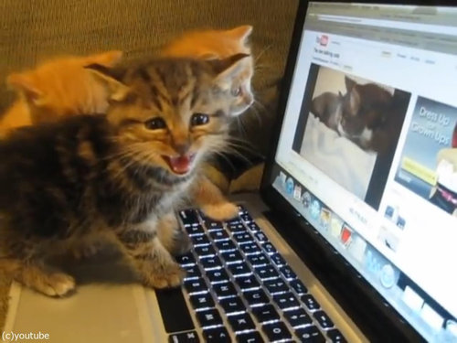 猫動画を見た子猫たち04