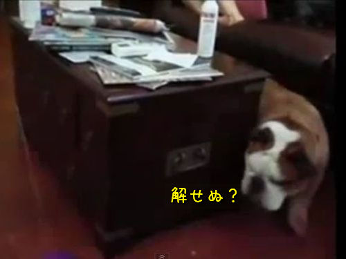 ��ư���⸤