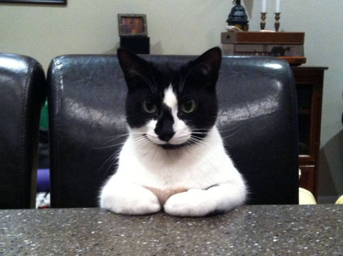 動物たちの声が聞こえてくるとき15