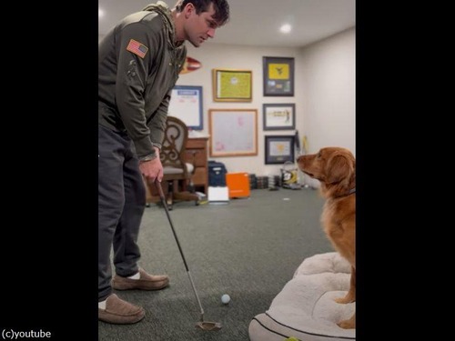 ゴルフの練習を手伝う犬