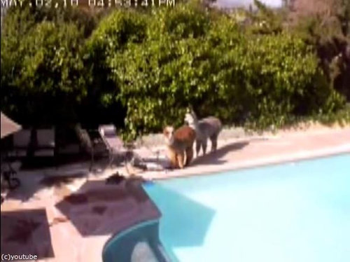 ����ѥ��Υ٥ӡ����å���������02