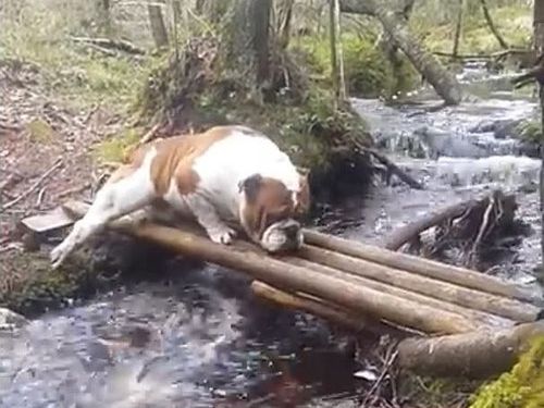 「ブルドッグ、がんばって橋を渡る」01