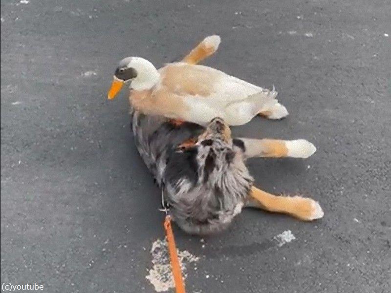 犬が散歩に出かけると アヒルが乗ってくる 動画 らばq