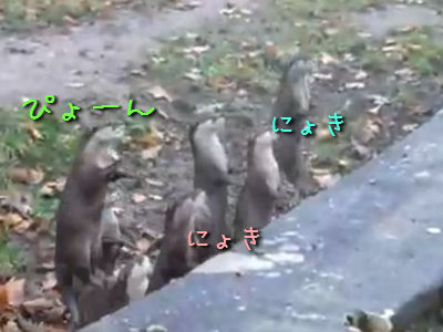 飛び跳ねるカワウソ