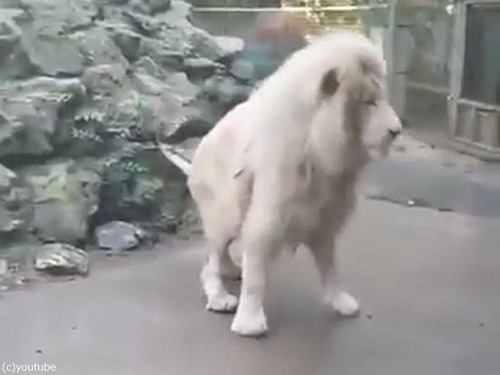 ����ܥ�̤򸫤��饤����Υꥢ�������06