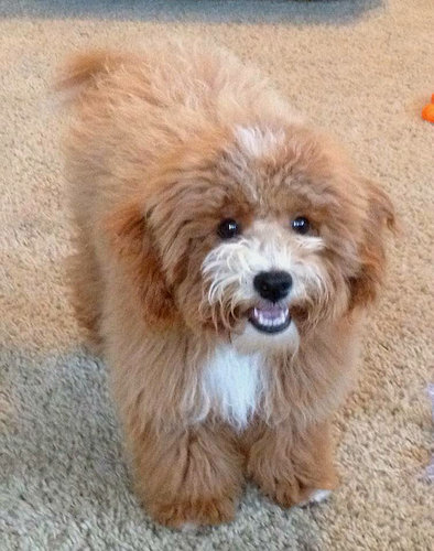 子犬とぬいぐるみ02