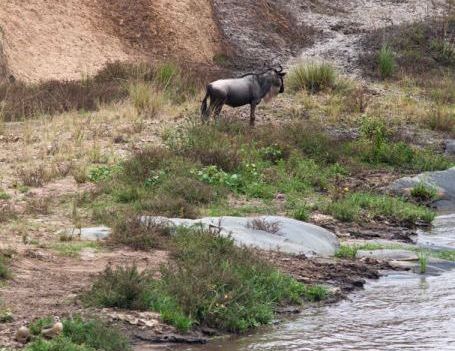 ヌーを助けるカバ06