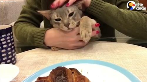 猫「クロワッサンください」04