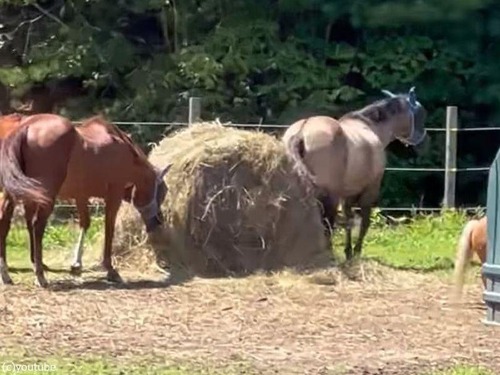 「この世には2タイプの馬がいる、干し草を食べるタイプと体を押しつけて…」（動画）