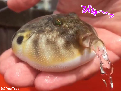 �ե������ܤ�Ǥ���ư�褬�����ˤʤ�00