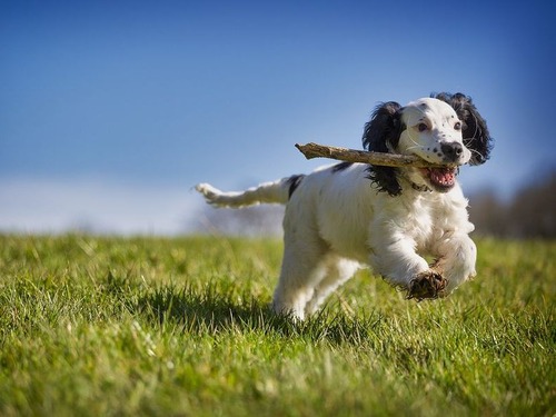 欲張りな犬と木の棒