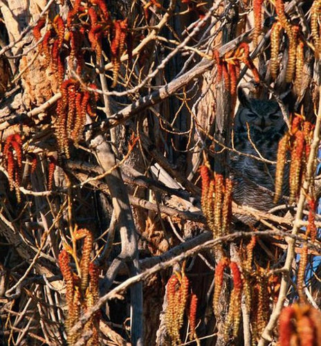 動物はどこ？06