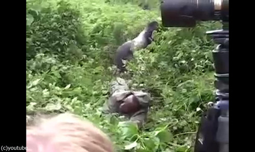 ゴリラの撮影04