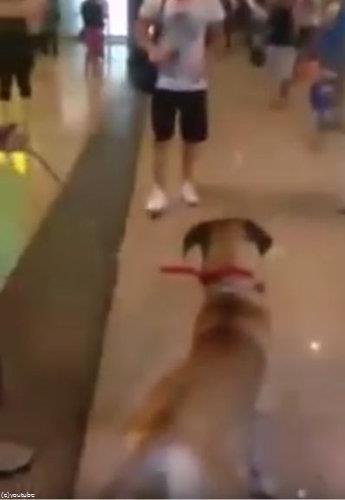 飼い主と3年ぶりに再会した犬01