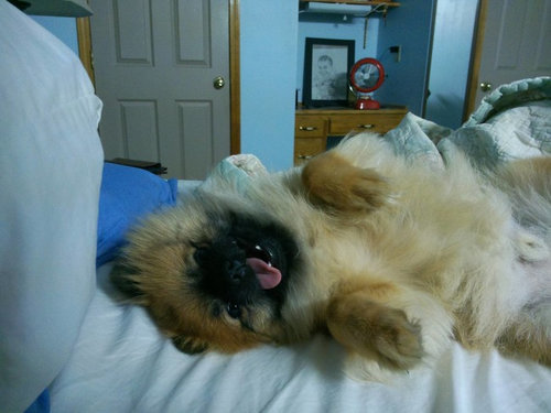 毎朝起こしてくれる犬や猫08