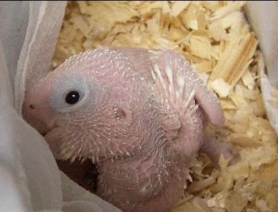 生まれたてのオウム05