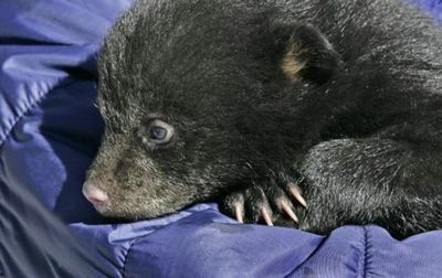 子グマが罠にかかってた08