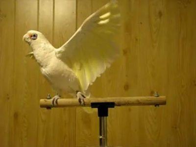 鳥のダンス