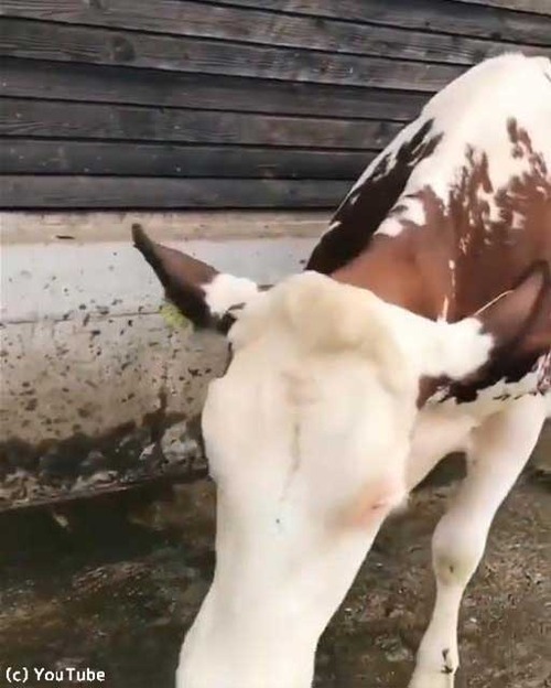 ブラッシングに大喜び04