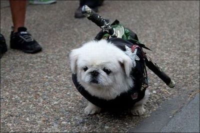 デンジャラス猫&犬19