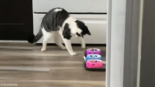 アライグマみたいにご飯を食べる猫01