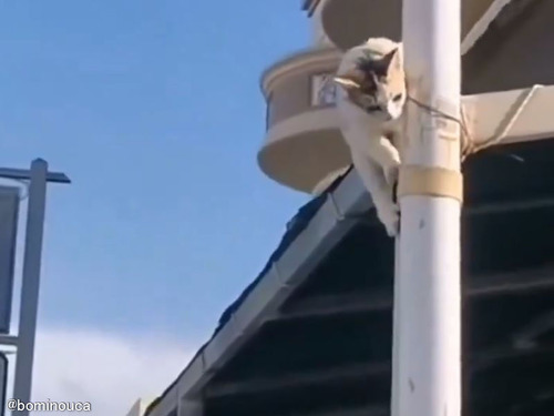 鉄柱をスムーズに降りる猫