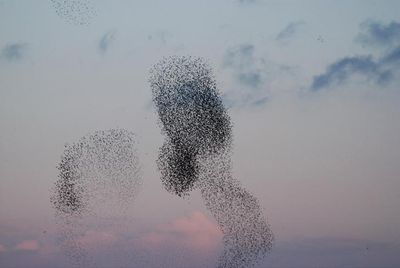 デンマークの空には巨大な「黒い太陽」が昇る04