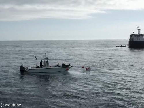 カナダに5mの巨大ザメ「海の女王」01