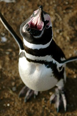 ペンギン06