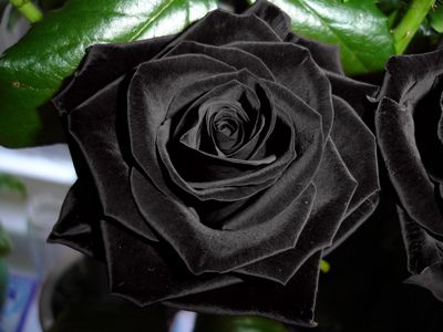 薔薇06