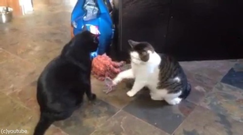 猫パンチしない猫03