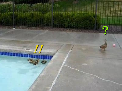 マガモのヒナたちがプールに落っこちて、さあ大変