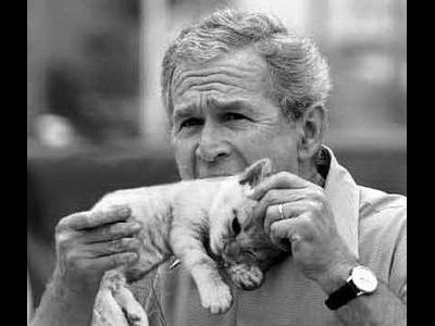ブッシュと猫