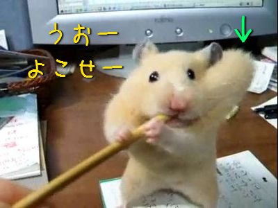 耳かきハムスター