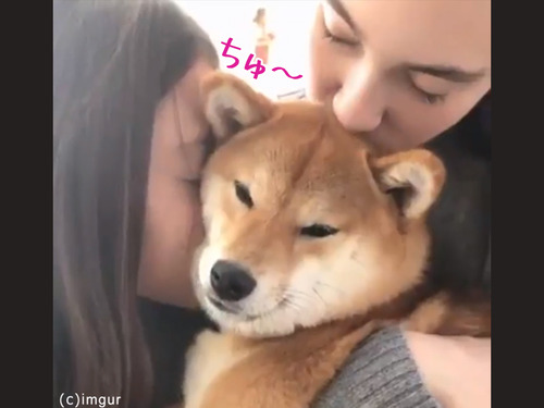 犬の日特集09