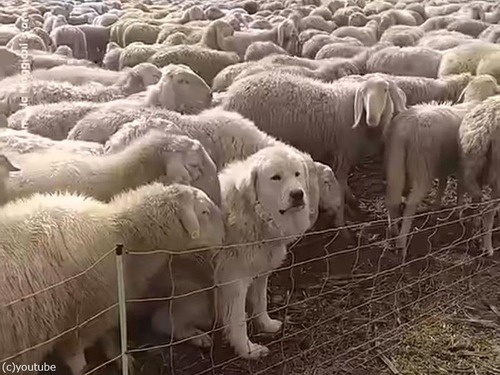 「どこにいるの!?」サイズは大きいのにどこにいるのかわからない牧羊犬（動画）