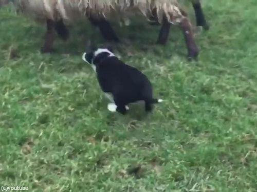 初めての牧羊犬02