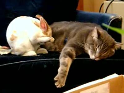 うさぎとねこの男女関係