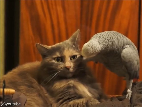 インコが猫にイタズラ02