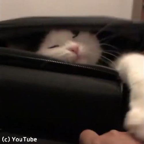 �����ĥ���������򤹤�ǭ03