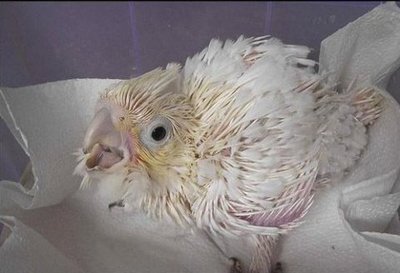 生まれたてのオウム15