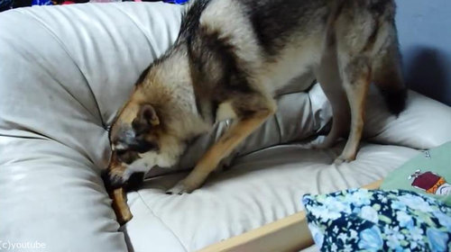 おもちゃが隠せない犬03