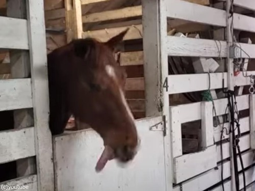 舌で器用にビートを刻む馬