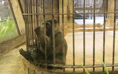 タイの動物園01